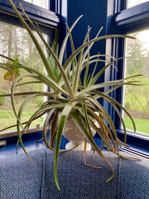 Aloe Plant