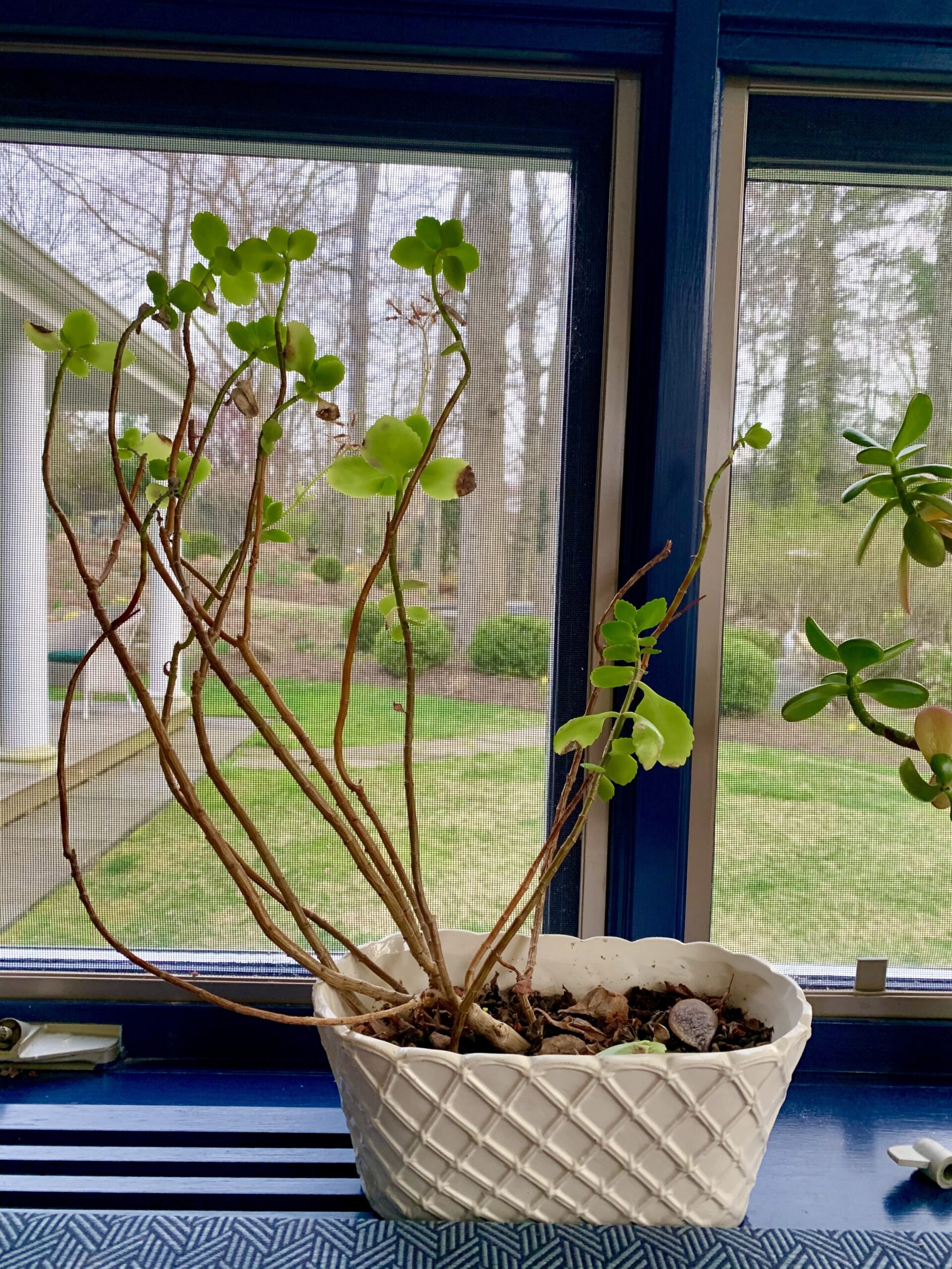 Elephant Bush