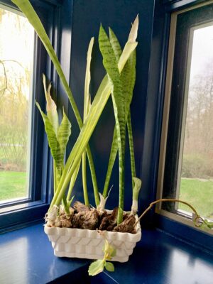 snake plant