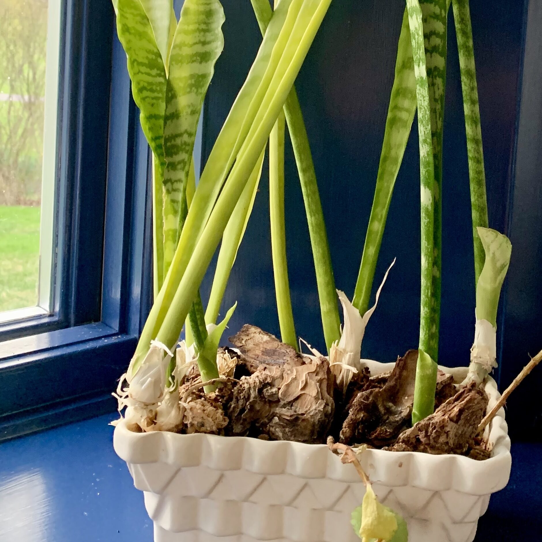 snake plant